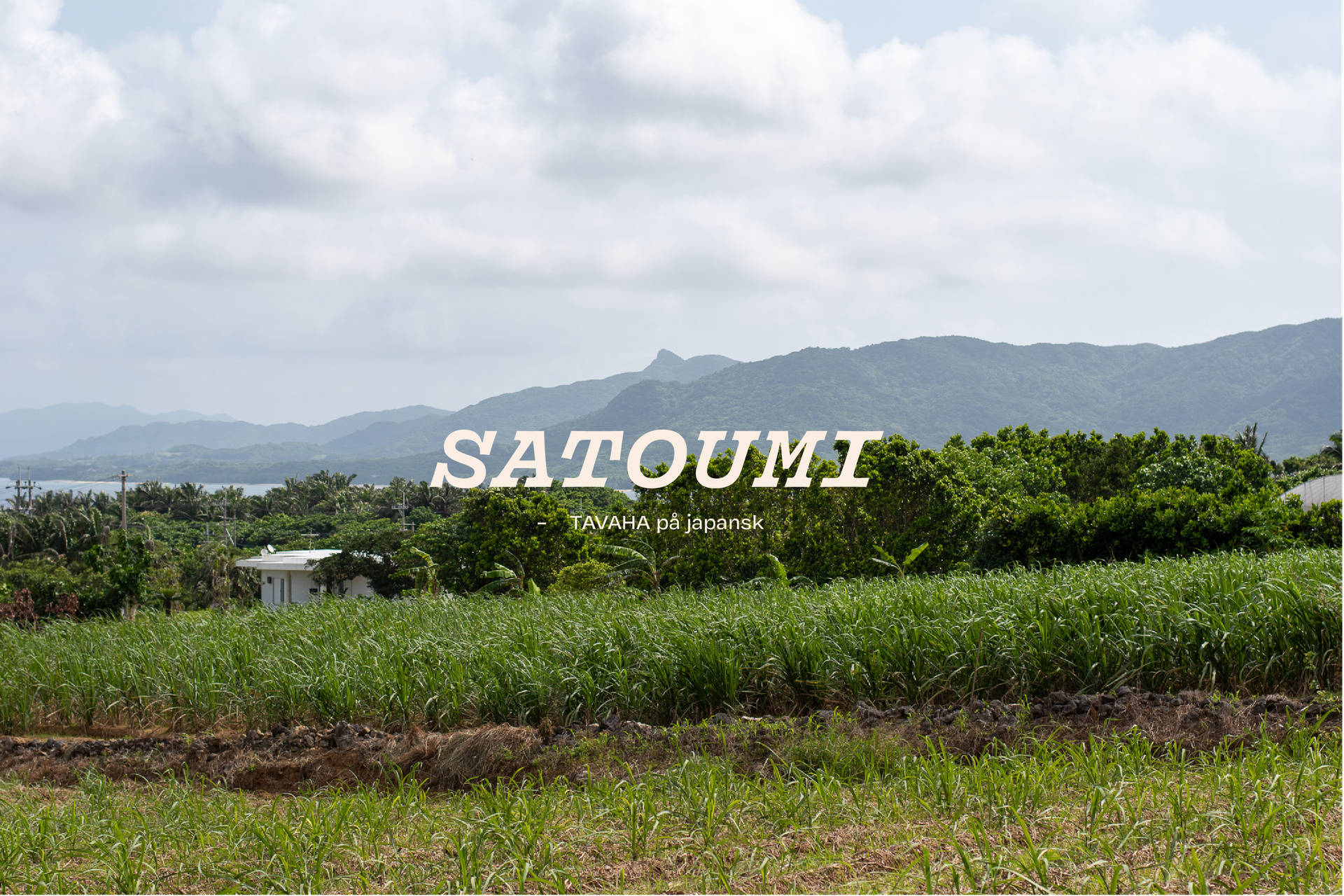 NOW satoumi header medium