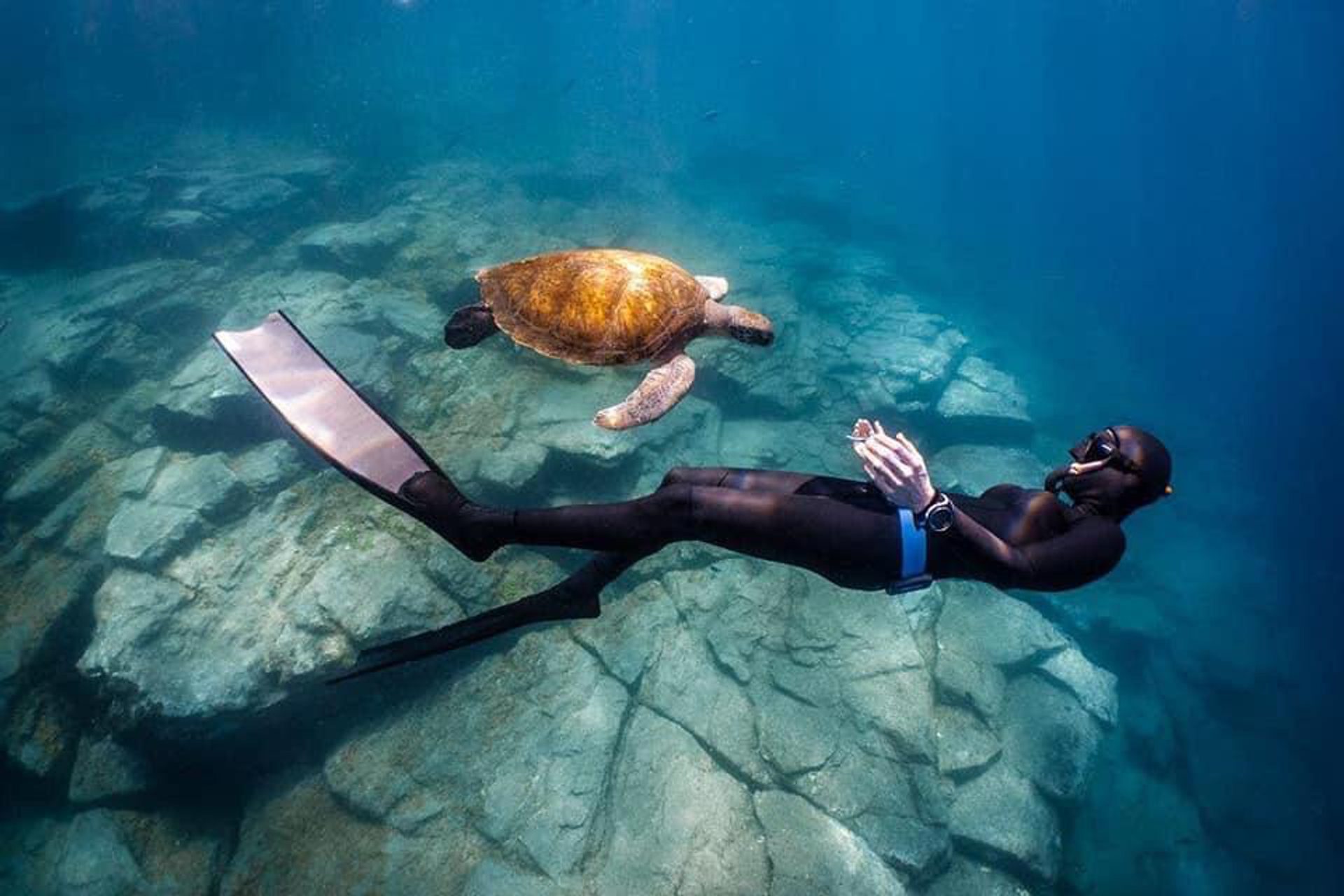 Siri Freedive turtle photo by Filip Jakubiak